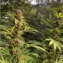 Насіння конопель Durban Dew® від Dutch Passion